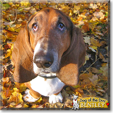 Bentley, the Dog of the Day