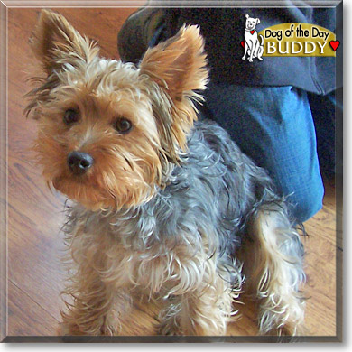 Buddy, the Dog of the Day