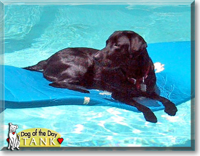 Tank, the Dog of the Day