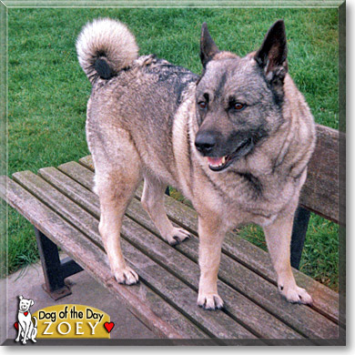 Zoey, the Dog of the Day