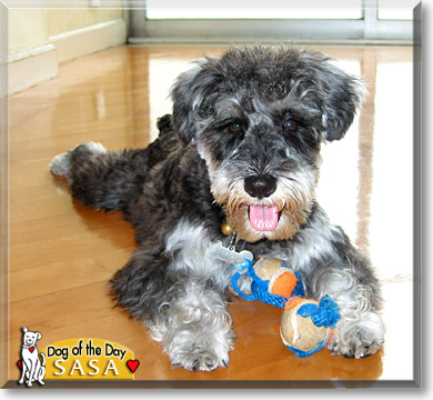 Sasa, the Dog of the Day