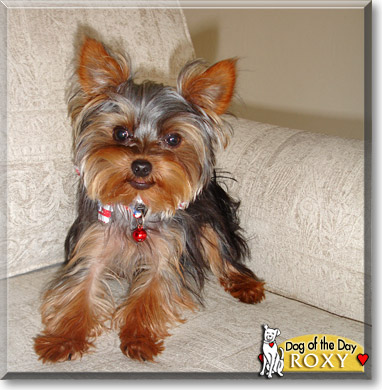 Roxy, the Dog of the Day