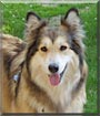 Maya