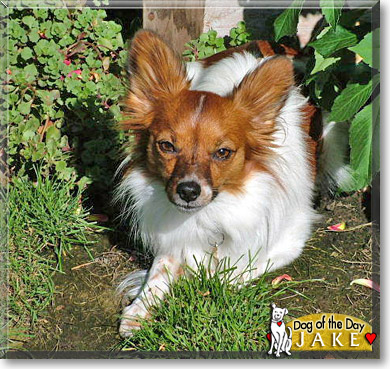 Jake, the Dog of the Day