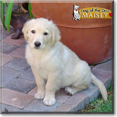 Maisey, the Dog of the Day