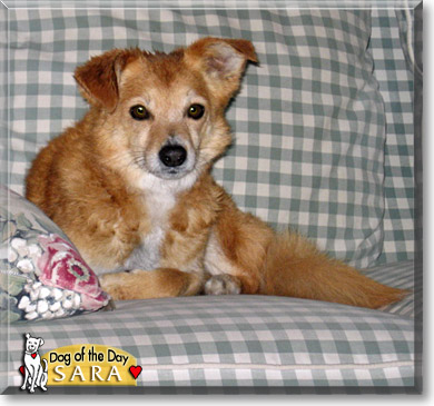 Sara, the Dog of the Day