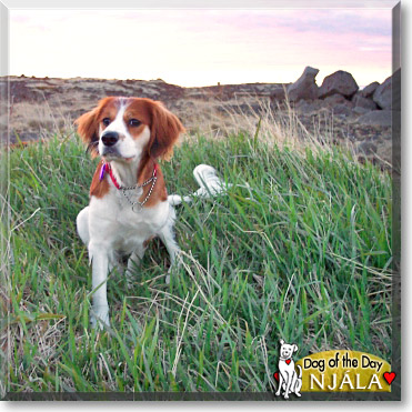 Nj&aacute;la R&oacute;s, the Dog of the Day