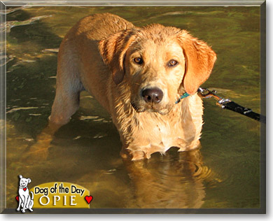 Opie, the Dog of the Day