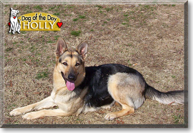 Holly, the Dog of the Day