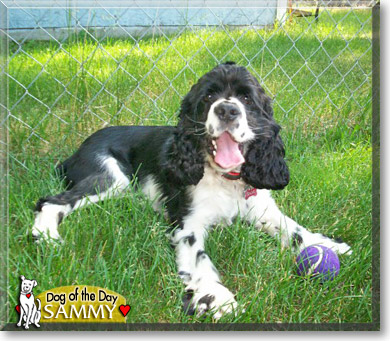 Sammy, the Dog of the Day