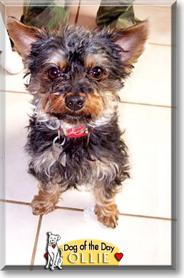 Ollie, the Dog of the Day