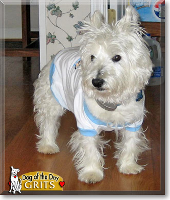 Grits, the Dog of the Day