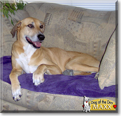 Maxx, the Dog of the Day