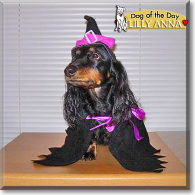 Lilly Anna , the Dog of the Day