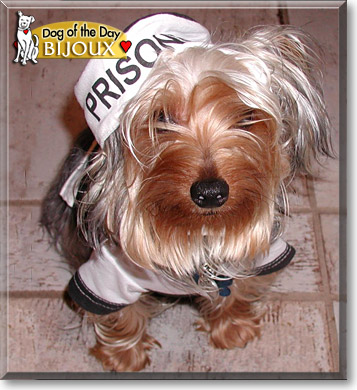 Bijoux, the Dog of the Day