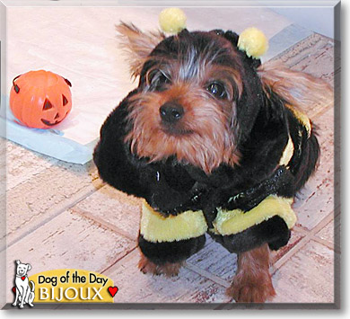 Bijoux, the Dog of the Day