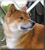 Yoshi