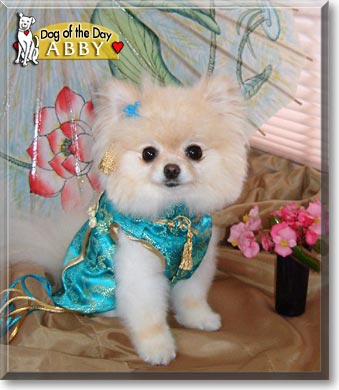Abby, the Dog of the Day