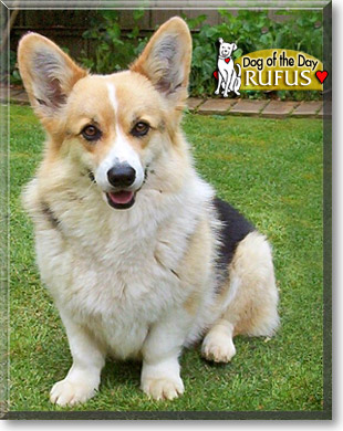 Rufus, the Dog of the Day