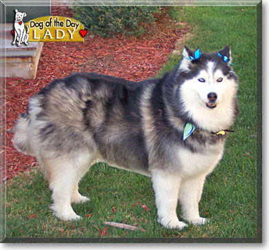 Lady, the Dog of the Day