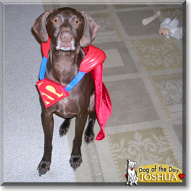 Joshua, the Dog of the Day