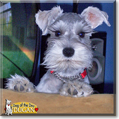 Dugan, the Dog of the Day