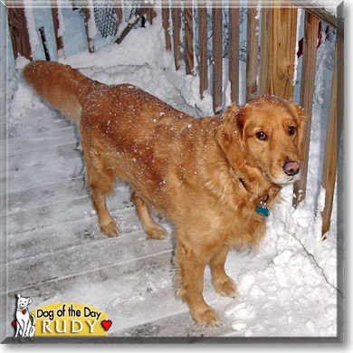 Rudy, the Dog of the Day