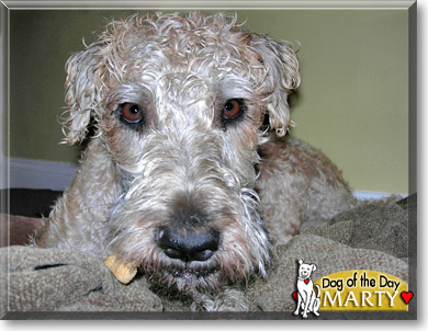 Marty, the Dog of the Day