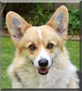 Rufus