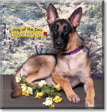 Gingersnap, the Dog of the Day