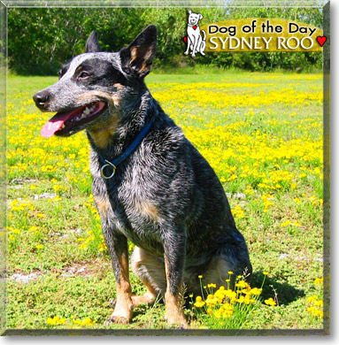 Sydney Roo, the Dog of the Day