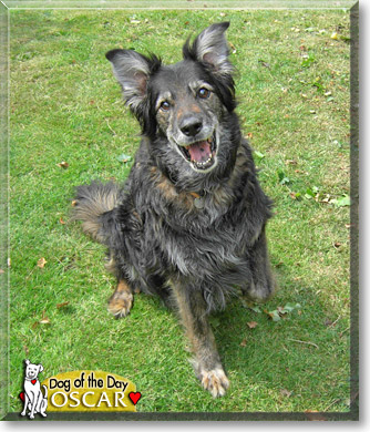 Oscar, the Dog of the Day