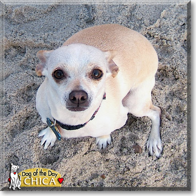 Chica, the Dog of the Day
