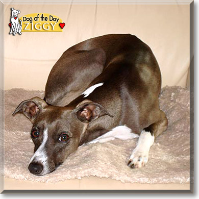 Ziggy, the Dog of the Day