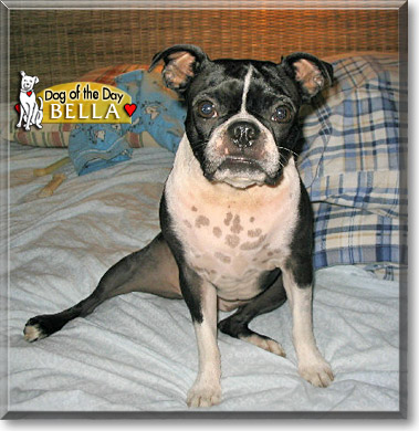 Bella, the Dog of the Day