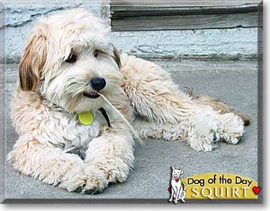 Squirt, the Dog of the Day