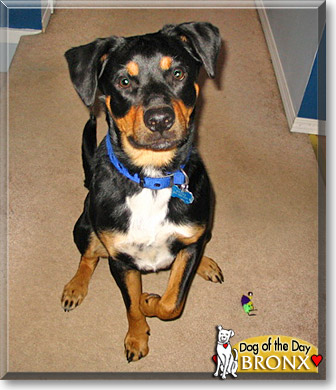Bronx, the Dog of the Day