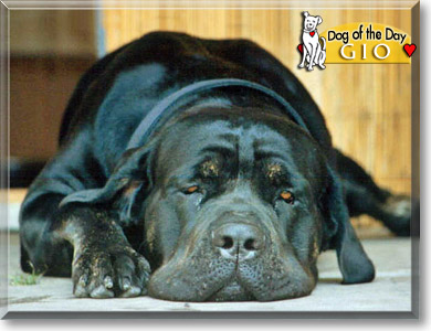 Gio, the Dog of the Day