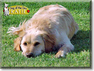 Katie, the Dog of the Day