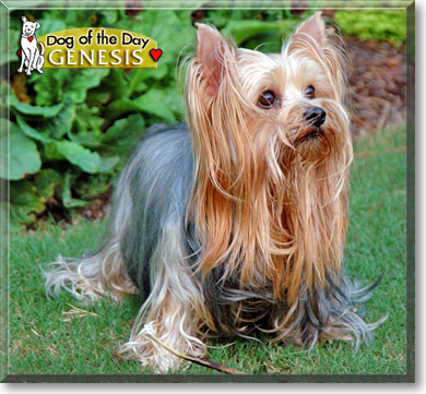 Genesis, the Dog of the Day