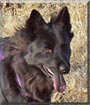 Ursa
