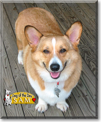 Sam, the Dog of the Day