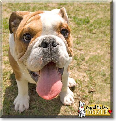 Dozer, the Dog of the Day