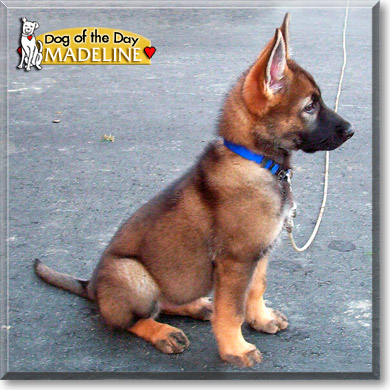 Madeline, the Dog of the Day