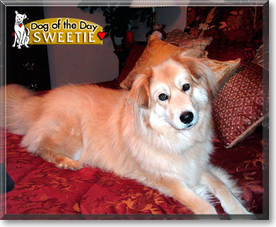 Sweetie, the Dog of the Day