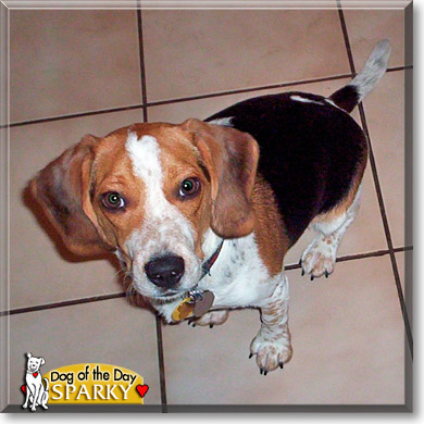 Sparky, the Dog of the Day