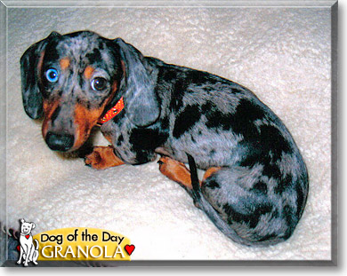 Granola, the Dog of the Day