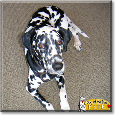 Pete, the Dog of the Day Pete, the Dog of the Day