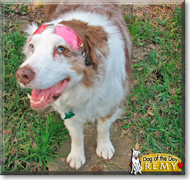 Remy, the Dog of the Day
