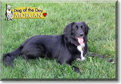 Morgan, the Dog of the Day